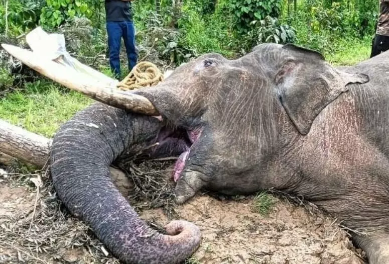 ಮಡಿಕೇರಿ | ತೋಟವೊಂದರಲ್ಲಿ ಕಾಡಾನೆಯ ಕಳೇಬರ ಪತ್ತೆ