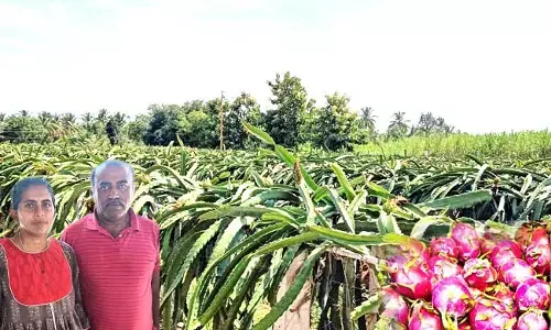 ಮಂಡ್ಯ ರೈತರಿಗೆ ಪರ್ಯಾಯ ಕೃಷಿ ಪಾಠ ಹೇಳುತ್ತಿರುವ ದಂಪತಿ