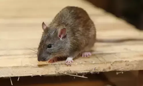 ಬೆಂಗಳೂರು | ಹಾಸ್ಟೆಲ್‌ನಲ್ಲಿ ಇಲಿ ಪಾಷಾಣ ಸಿಂಪಡಣೆ : ವಿದ್ಯಾರ್ಥಿಗಳು ಅಸ್ವಸ್ಥ