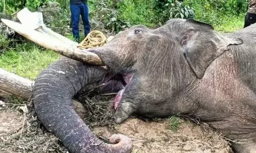 ಮಡಿಕೇರಿ | ತೋಟವೊಂದರಲ್ಲಿ ಕಾಡಾನೆಯ ಕಳೇಬರ ಪತ್ತೆ