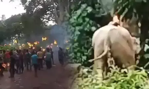 ಪಶ್ಚಿಮ ಬಂಗಾಳದಲ್ಲಿ ಆನೆಗೆ ಬೆಂಕಿ ಹಚ್ಚಿದ ಕೃತ್ಯಕ್ಕೆ ಭಾರೀ ಆಕ್ರೋಶ