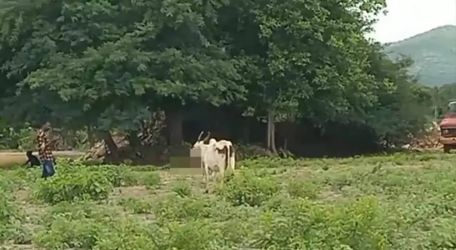 ಹನೂರು | ಸಿಡಿಮದ್ದು ಸಿಡಿದು ಎರಡು ಹಸುಗಳಿಗೆ ಗಂಭೀರ ಗಾಯ