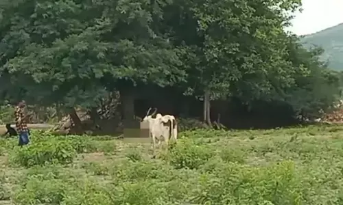 ಹನೂರು | ಸಿಡಿಮದ್ದು ಸಿಡಿದು ಎರಡು ಹಸುಗಳಿಗೆ ಗಂಭೀರ ಗಾಯ