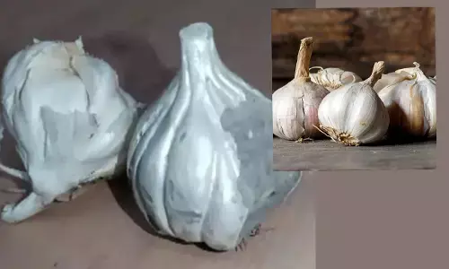 ನಕಲಿ ಓಆರ್‌ಎಸ್, ಪನೀರ್ ಬಳಿಕ ಈಗ ಕಾಂಕ್ರೀಟ್ ಬೆಳ್ಳುಳ್ಳಿ!