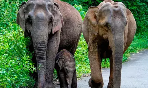 ಅನೆಗಳ ಅಕ್ರಮ ಸಾಗಾಟಕ್ಕೆ ತಡೆಗಟ್ಟಲು ನಿಯಮಗಳ ಕಟ್ಟುನಿಟ್ಟಿನ ಪಾಲನೆ: ರಾಜ್ಯಗಳಿಗೆ ಕೇಂದ್ರದ ಅಧಿಸೂಚನೆ