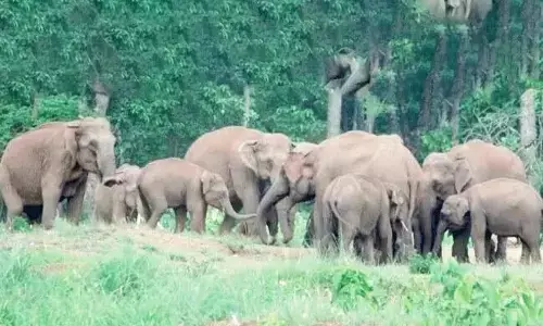 ಶಿವಮೊಗ್ಗ: ಕಾಡಾನೆ ದಾಳಿಗೆ ರೈತ ಬಲಿ