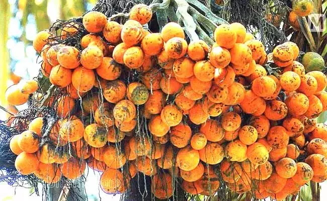 ಅಡಿಕೆ ಧಾರಣೆ ಕುಸಿತ: ಕಂಗಾಲಾದ ಬೆಳೆಗಾರ