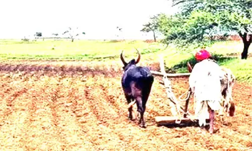 ರೈತರಿಗೆ ದುಬಾರಿಯಾಗುತ್ತಿರುವ ಕೃಷಿ ಚಟುವಟಿಕೆ; ಎತ್ತುಗಳಿಲ್ಲದೇ ಮೂಲೆ ಸೇರಿದ ನೇಗಿಲು