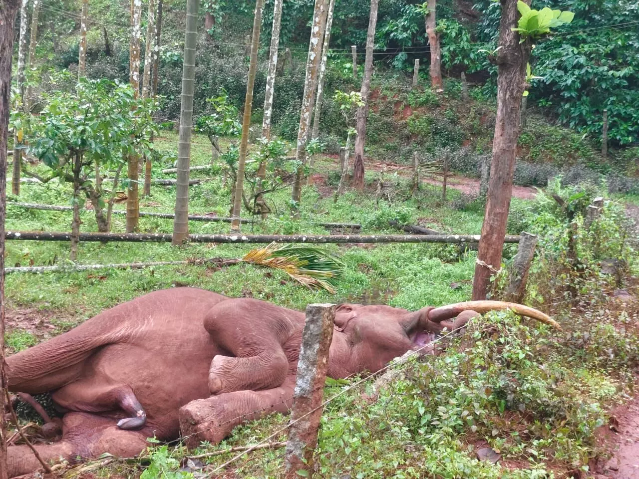 ಚಿಕ್ಕಮಗಳೂರು: ಕಾಫಿತೋಟದ ಬೇಲಿಗೆ ಅಳವಡಿಸಿದ್ದ ವಿದ್ಯುತ್ ಸ್ಪರ್ಶಿಸಿ ಕಾಡಾನೆ ಸಾವು
