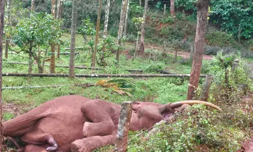 ಚಿಕ್ಕಮಗಳೂರು: ಕಾಫಿತೋಟದ ಬೇಲಿಗೆ ಅಳವಡಿಸಿದ್ದ ವಿದ್ಯುತ್ ಸ್ಪರ್ಶಿಸಿ ಕಾಡಾನೆ ಸಾವು