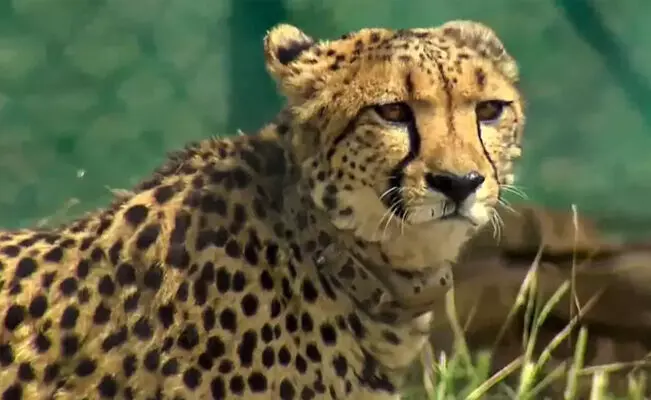 ಮಧ್ಯಪ್ರದೇಶ: ಕುನೊ ರಾಷ್ಟ್ರೀಯ ಉದ್ಯಾನವನದಲ್ಲಿ ಇನ್ನೊಂದು ಚೀತಾ ಸಾವು