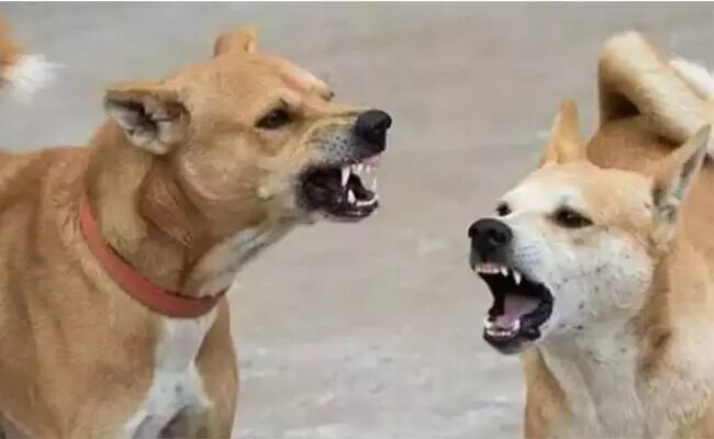 ಬೆಂಗಳೂರು | ಬೀದಿ ನಾಯಿಗಳ ಹಾವಳಿಗೆ ವೃದ್ಧೆ ಮೃತ್ಯು