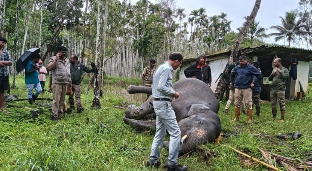 ಕೊಡಗು | ಕೆರೆಯಲ್ಲಿ ಸಿಲುಕಿ ಕಾಡಾನೆ ಸಾವು