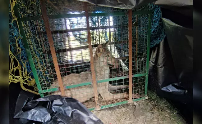 ಉತ್ತರಪ್ರದೇಶದಲ್ಲಿ ತೋಳಗಳ ದಾಳಿ: 8 ಸಾವು ಉತ್ತರಪ್ರದೇಶದಲ್ಲಿ ತೋಳಗಳ ದಾಳಿ: 8 ಸಾವು