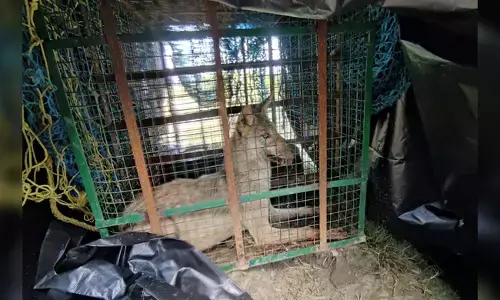 ಉತ್ತರಪ್ರದೇಶದಲ್ಲಿ ತೋಳಗಳ ದಾಳಿ: 8 ಸಾವು