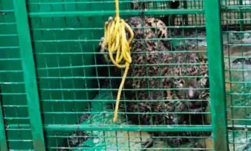 ಬೆಳ್ತಂಗಡಿ: ಸವಣಾಲಿನಲ್ಲಿ ಆತಂಕ ಮೂಡಿಸಿದ್ದ ಚಿರತೆ ಸೆರೆ