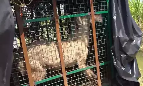 ತೋಳದ ಬಾಯಿಯಿಂದ ಆರು ವರ್ಷದ ಮಗುವನ್ನು ರಕ್ಷಿಸಿದ ಮಹಿಳೆ!