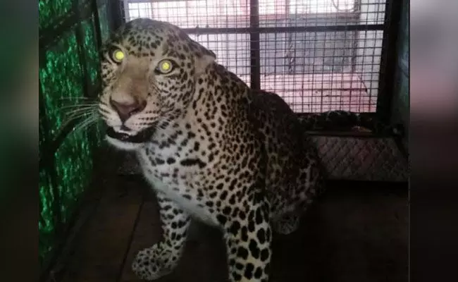 ಮಂಡ್ಯ | ಗ್ರಾಮಸ್ಥರಲ್ಲಿ ಆತಂಕ ಮೂಡಿಸಿದ್ದ ಚಿರತೆ ಸೆರೆ