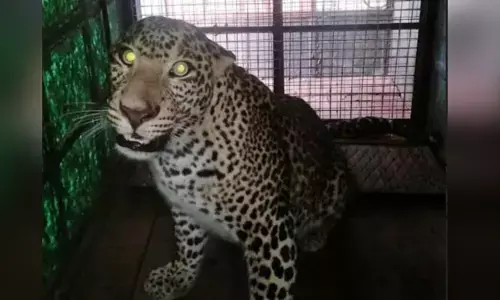 ಮಂಡ್ಯ | ಗ್ರಾಮಸ್ಥರಲ್ಲಿ ಆತಂಕ ಮೂಡಿಸಿದ್ದ ಚಿರತೆ ಸೆರೆ