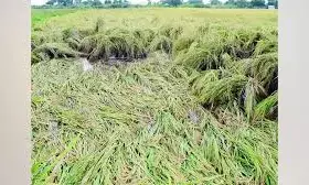 ಬೆಳೆ ಹಾನಿಯಾದ ರೈತರ ಮಾಹಿತಿ ಪ್ರಕಟ; ಆಕ್ಷೇಪಣೆಗಳಿಗೆ ಆಹ್ವಾನ
