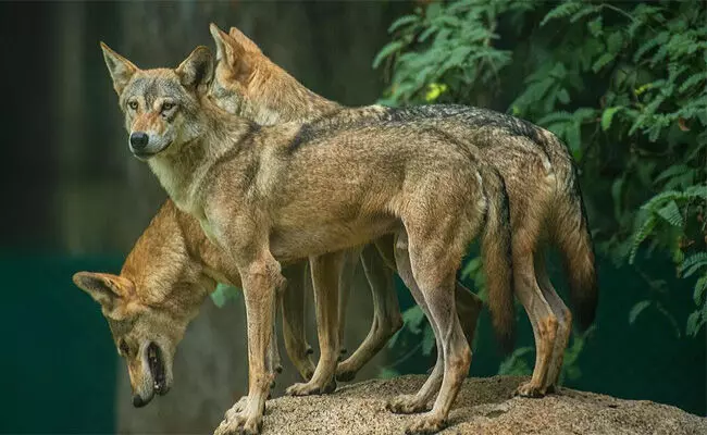 ಉತ್ತರಪ್ರದೇಶ: ತೋಳಗಳ ದಾಳಿಯಿಂದ ಕಂಗೆಟ್ಟ ಜನ; ಶಾಲೆ, ಮಾರುಕಟ್ಟೆಗಳು ಬಂದ್ ಉತ್ತರಪ್ರದೇಶ: ತೋಳಗಳ ದಾಳಿಯಿಂದ ಕಂಗೆಟ್ಟ ಜನ; ಶಾಲೆ, ಮಾರುಕಟ್ಟೆಗಳು ಬಂದ್