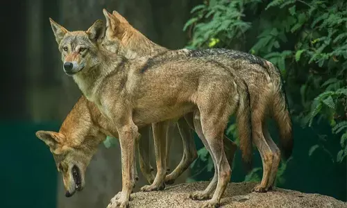 ಉತ್ತರಪ್ರದೇಶ: ತೋಳಗಳ ದಾಳಿಯಿಂದ ಕಂಗೆಟ್ಟ ಜನ; ಶಾಲೆ, ಮಾರುಕಟ್ಟೆಗಳು ಬಂದ್