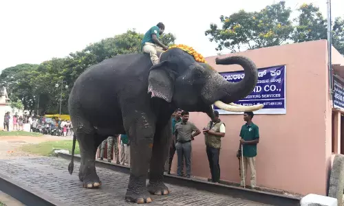 ಮೈಸೂರು ದಸರಾ| ಎರಡನೇ ತಂಡದ ಗಜಪಡೆಗಳಿಗೆ ತೂಕ ಪರೀಕ್ಷೆ: 5,190 ಕೆಜಿ ತೂಗಿದ ʼಸುಗ್ರೀವʼ
