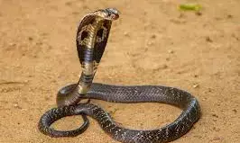 ಆನೆ ದಾಳಿಯ ಭೀತಿಯಿಂದ ಮಲಗಿದ್ದ ಮೂವರು ಮಕ್ಕಳು ಹಾವು ಕಡಿತದಿಂದ ಮೃತ್ಯು