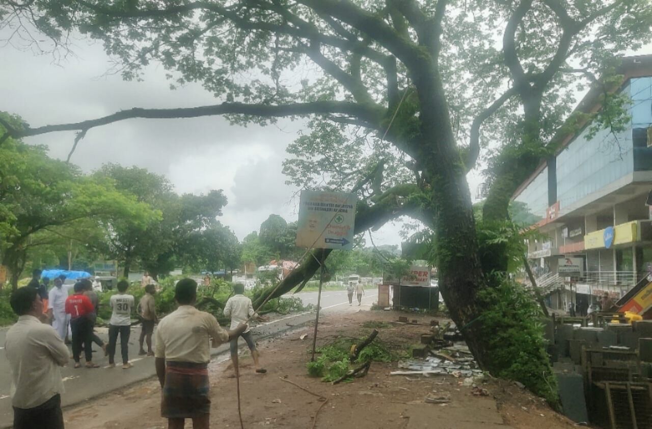 ಫರಂಗಿಪೇಟೆ | ಹೆದ್ದಾರಿಗೆ ವಾಳಿದ್ದ ಬೃಹತ್ ಮರ ತೆರವು