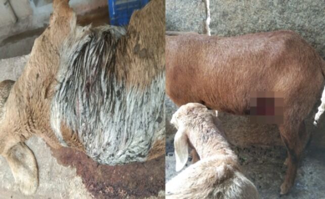 ಕೋಲಾರ | ಕುರಿದೊಡ್ಡಿಗೆ ನುಗ್ಗಿದ ಚಿರತೆ ; ಹತ್ತು ಕುರಿಗಳು ಬಲಿ