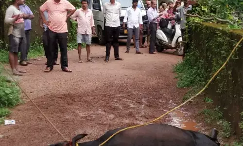 ಸೋಮೇಶ್ವರ: ರೇಬೀಸ್ ಸೋಂಕು ಶಂಕೆ; ಏಕಾಏಕಿ ಹಲವರ ಮೇಲೆ ದಾಂಧಲೆ ಮಾಡಿದ ಹಸು