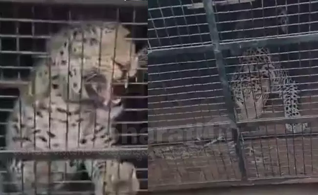 ಕೊಳ್ಳೇಗಾಲ:  ಚಿರತೆಯ ಬೆನ್ನಟ್ಟಿ ಹೊತ್ತೊಯ್ದ ಕುರಿಯನ್ನು ಬಿಡಿಸಿಕೊಂಡು ಬಂದ ಕುರಿಗಾಹಿ