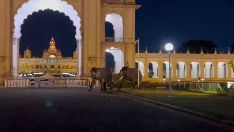 ಮೈಸೂರು | ದಸರಾ ಗಜಪಡೆಗಳ ಕಾದಾಟ: ರಸ್ತೆಯತ್ತ ಓಟ; ಸಾರ್ವಜನಿಕರಿಗೆ ದಿಗಿಲು