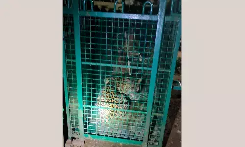 ಬೆಳ್ತಂಗಡಿ | ಸವಣಾಲಿನಲ್ಲಿ ಅರಣ್ಯ ಇಲಾಖೆಯ ಬೋನಿಗೆ ಬಿದ್ದ ಮತ್ತೊಂದು ಚಿರತೆ