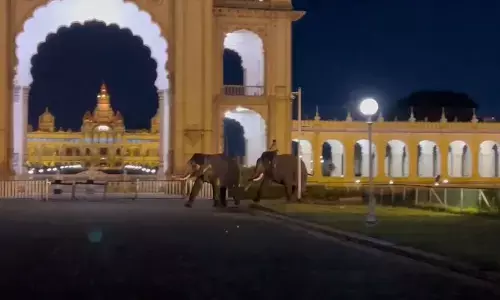 ಮೈಸೂರು | ದಸರಾ ಗಜಪಡೆಗಳ ಕಾದಾಟ: ರಸ್ತೆಯತ್ತ ಓಟ; ಸಾರ್ವಜನಿಕರಿಗೆ ದಿಗಿಲು