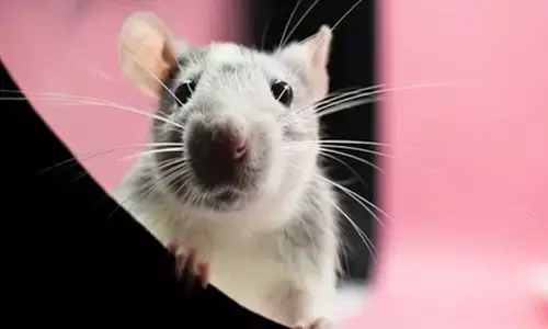 ವಿಮಾನದಲ್ಲಿ ನೀಡಿದ ಆಹಾರದ ಬಾಕ್ಸ್ ನಿಂದ ಹೊರಜಿಗಿದ ಇಲಿ | ವಿಮಾನ ತುರ್ತು ಭೂಸ್ಪರ್ಷ