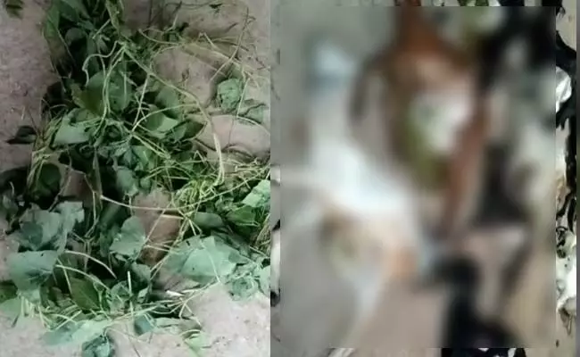 ಚಾಮರಾಜನಗರ: ವಿಷಪೂರಿತ ಸೊಪ್ಪು ತಿಂದ 12 ಮೇಕೆಗಳು ಸಾವು