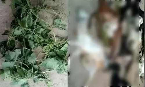 ಚಾಮರಾಜನಗರ: ವಿಷಪೂರಿತ ಸೊಪ್ಪು ತಿಂದ 12 ಮೇಕೆಗಳು ಸಾವು