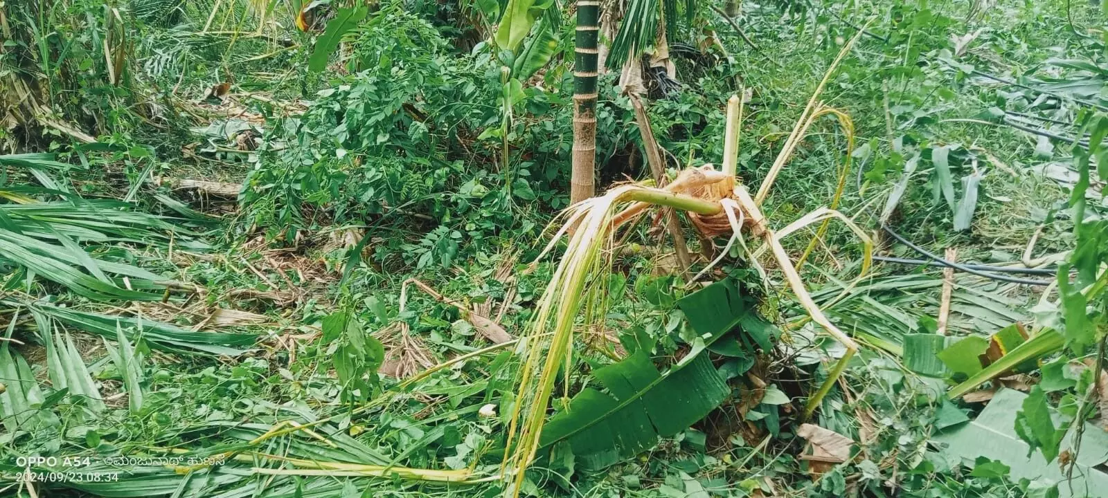 ಶಿವಮೊಗ್ಗ | ಕಾಡಾನೆ ದಾಳಿಯಿಂದ ತೋಟ, ಹೊಲದಲ್ಲಿನ ಬೆಳೆ ನಷ್ಟ