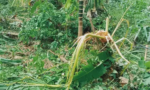ಶಿವಮೊಗ್ಗ | ಕಾಡಾನೆ ದಾಳಿಯಿಂದ ತೋಟ, ಹೊಲದಲ್ಲಿನ ಬೆಳೆ ನಷ್ಟ