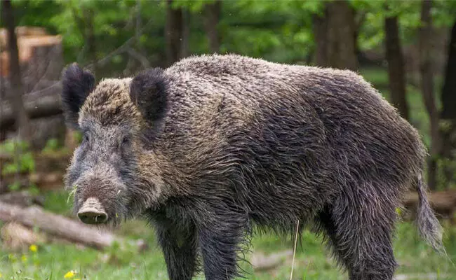 ರೈತರ ಬೆಳೆಗಳ ನಾಶ | 5 ಜಿಲ್ಲೆಗಳಲ್ಲಿ ನೀಲ್ ಗಾಯ್, ಕಾಡು ಹಂದಿಯ ಹತ್ಯೆಗೆ ಬಿಹಾರ ಸರಕಾರದ ಆದೇಶ ರೈತರ ಬೆಳೆಗಳ ನಾಶ | 5 ಜಿಲ್ಲೆಗಳಲ್ಲಿ ನೀಲ್ ಗಾಯ್, ಕಾಡು ಹಂದಿಯ ಹತ್ಯೆಗೆ ಬಿಹಾರ ಸರಕಾರದ ಆದೇಶ