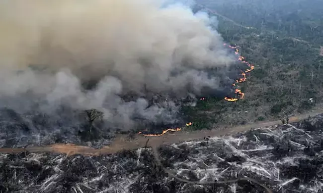 ಜರ್ಮನಿ, ಫ್ರಾನ್ಸ್ ದೇಶಗಳ ಒಟ್ಟು ವಿಸ್ತೀರ್ಣದಷ್ಟು ಅರಣ್ಯ ಪ್ರದೇಶವನ್ನು ಕಳೆದುಕೊಂಡ ಅಮೆಝಾನ್!