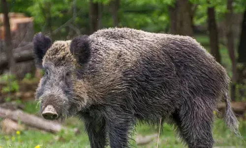 ರೈತರ ಬೆಳೆಗಳ ನಾಶ | 5 ಜಿಲ್ಲೆಗಳಲ್ಲಿ ನೀಲ್‌ ಗಾಯ್‌, ಕಾಡು ಹಂದಿಯ ಹತ್ಯೆಗೆ ಬಿಹಾರ ಸರಕಾರದ ಆದೇಶ