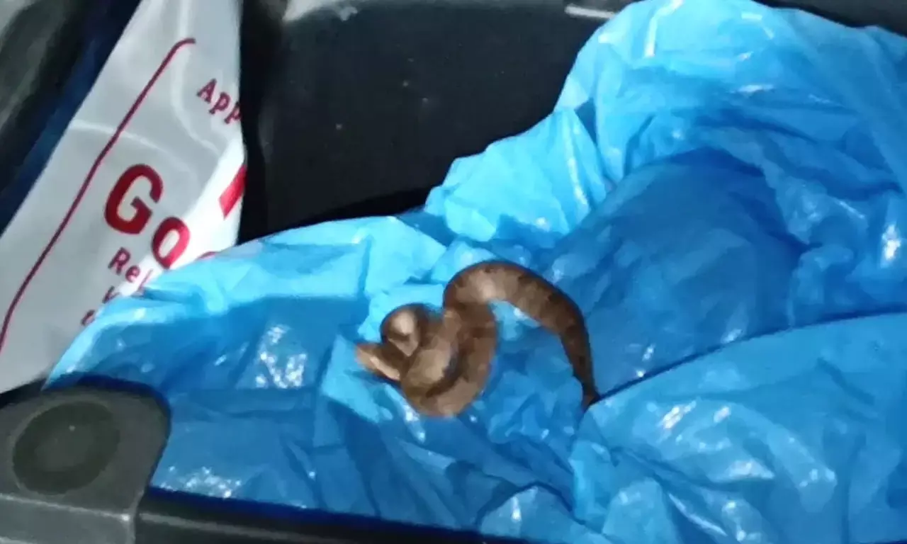 ಮಂಗಳೂರು : ದ್ವಿಚಕ್ರ ವಾಹನ ಸವಾರನಿಗೆ ಕಚ್ಚಿದ ಸೀಟ್ ಒಳಗೆ ಅಡಗಿ ಕುಳಿತಿದ್ದ ಹಾವು