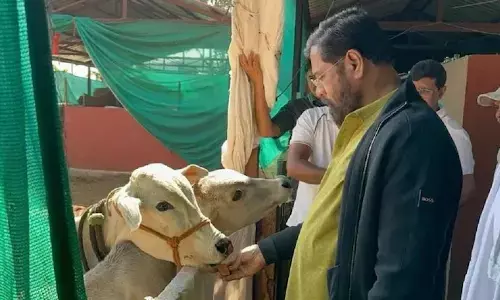 ದೇಸಿ ಗೋವುಗಳಿಗೆ ʼರಾಜ್ಯಮಾತೆʼ ಸ್ಥಾನಮಾನ ನೀಡಿದ ಮಹಾರಾಷ್ಟ್ರ