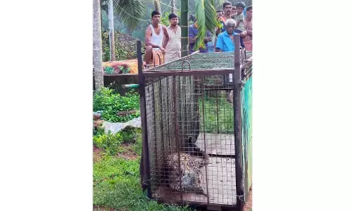 ಮೂಡುಬಿದಿರೆ | ಕಲ್ಲಮುಂಡ್ಕೂರಿನಲ್ಲಿ ಅರಣ್ಯ ಇಲಾಖೆಯ ಬೋನಿಗೆ ಬಿದ್ದ ಚಿರತೆ