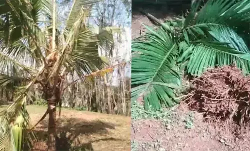 ಧರ್ಮಸ್ಥಳದಲ್ಲಿ ಮುಂದುವರಿದ ಕಾಡಾನೆಗಳ ಹಾವಳಿ; ಅಪಾರ ನಷ್ಟ