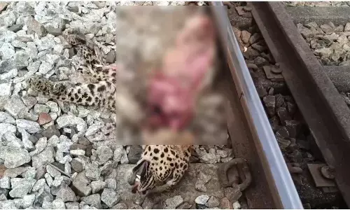 ಕುಂದಾಪುರ: ರೈಲು ಢಿಕ್ಕಿ ಹೊಡೆದು ಚಿರತೆ ಸಾವು