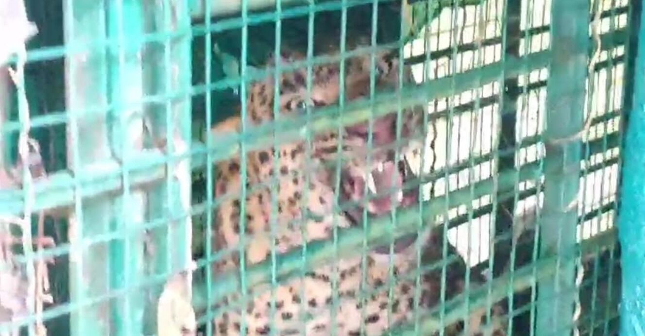 ಹಾಸನ | ಗ್ರಾಮಸ್ಥರಲ್ಲಿ ಆತಂಕ ಸೃಷ್ಟಿಸಿದ್ದ ಚಿರತೆ ಸೆರೆ