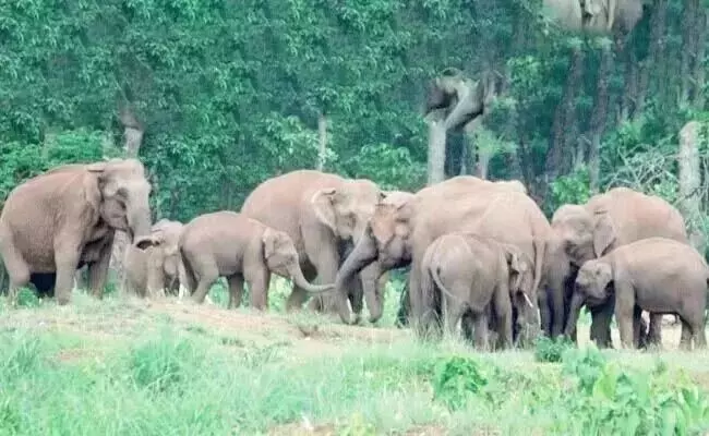 ಮಡಿಕೇರಿ: ಕಾಡಾನೆ ದಾಳಿಗೆ ವ್ಯಕ್ತಿ ಬಲಿ ಮಡಿಕೇರಿ: ಕಾಡಾನೆ ದಾಳಿಗೆ ವ್ಯಕ್ತಿ ಬಲಿ